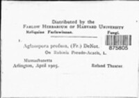 Massaria anomia image